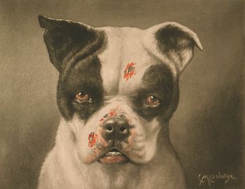 Digital Image of a Tough Dog with Bloody Scratches #5oTAYdA3L2o