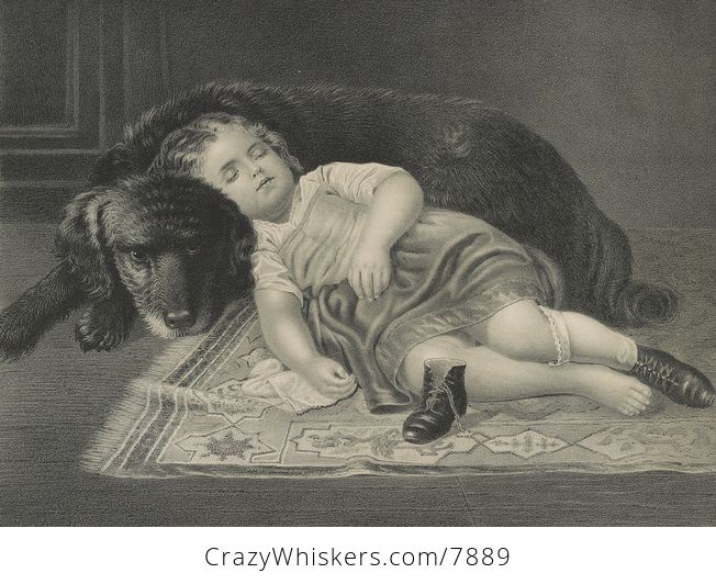 Vintage Digital Image of a Tired Girl Sleeping Against Her Dog C1872 - #a3znw8ZEWT8-1