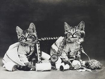 Vintage Digital Image of a Couple of Kittens Playing with Sewing Thread and Items #MdeXmFxvatM