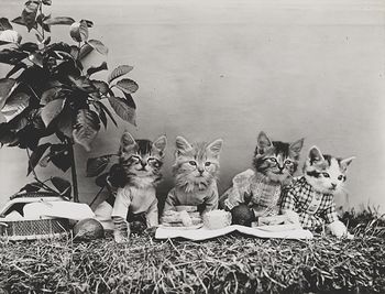 Vintage Digital Image of a Group of Kittens Having a Picnic #UyFtjPhXl3Q
