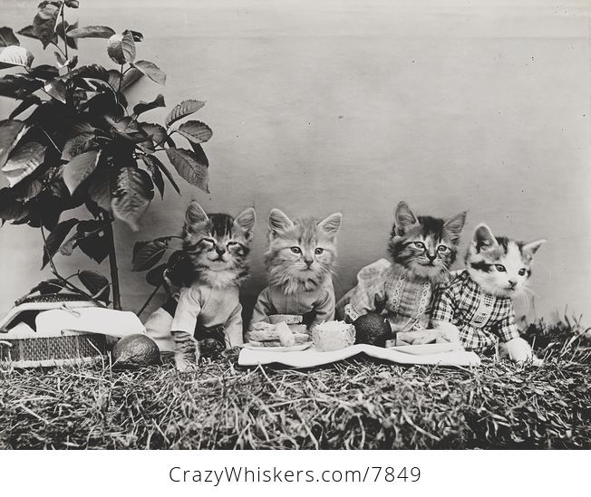 Vintage Digital Image of a Group of Kittens Having a Picnic - #UyFtjPhXl3Q-1