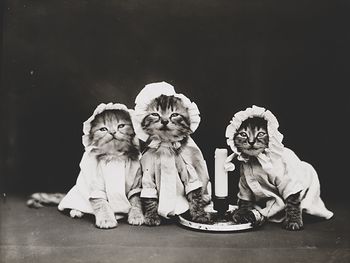 Vintage Digital Image of a Group of Kittens in Pjs Around a Candle #bgLscWUwz4Q