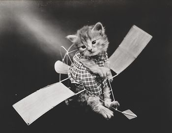 Vintage Digital Image of a Kitten on a Toy Glider #zd9K6xEZxmU