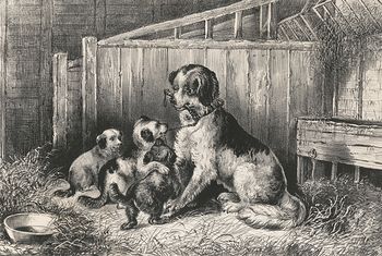 Vintage Digital Image of a Mamma Dog Playing with Her Puppies C Between 1872 and 1874 #Efmn6AUL6Nk
