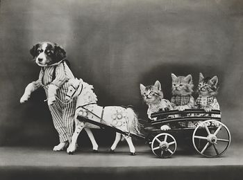 Vintage Digital Image of a Puppy Pulling Kittens in a Wagon #qPwun3grZVo