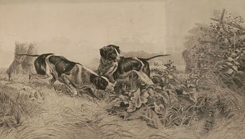 Vintage Digital Image of Pointer Dogs Hunting Grouse C 1895 #EaHiFwVLTMs