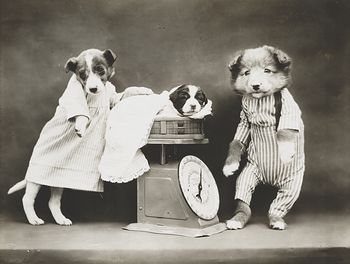 Vintage Digital Photo of a Puppy Dog Being Weighed #A7BAmoUKx7o