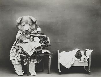 Vintage Digital Photo of a Puppy Dog Sewing #RVadpQhCBm8