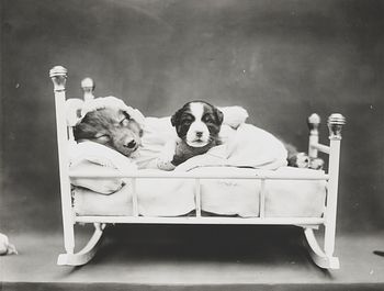 Vintage Digital Photo of a Puppy Dog Taking a Nap with Her Baby #BizYERpyiRU