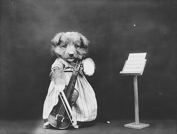 Vintage Digital Photo of a Puppy Dog with a Violin #SY4TWp7zxmw