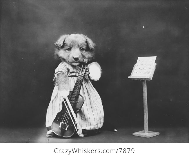 Vintage Digital Photo of a Puppy Dog with a Violin - #SY4TWp7zxmw-1