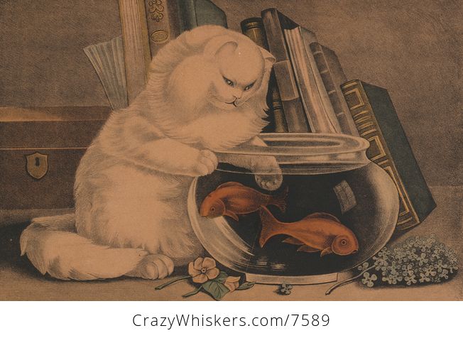Digital Image of a Cat Fishing in a Goldfish Bowl - #oJYlCYMo4Ik-1