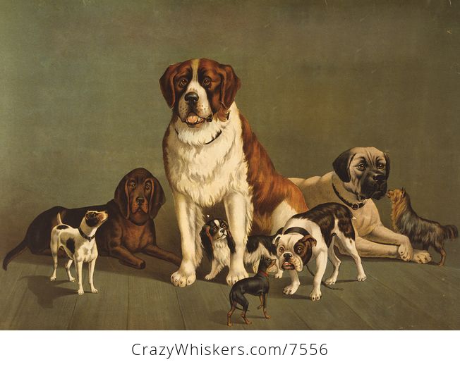 Digital Image of a Group of Dogs on a Wooden Floor - #HmrnA9hWV2A-1
