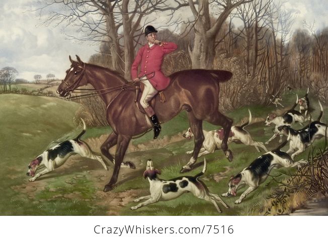 Digital Image of a Man Fox Hunting on Horseback Surrounded by Dogs - #62kHJNy5KpM-1