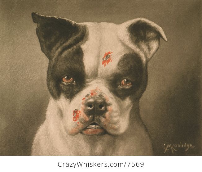Digital Image of a Tough Dog with Bloody Scratches - #5oTAYdA3L2o-1