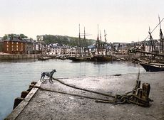 Digital Photo of a Dog at the Padstow Quay Cornwall England United Kingdom #9LndRoNOA20