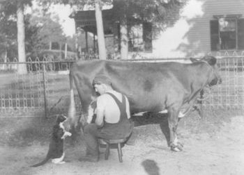 Digital Photo of a Farmer Milking a Cow and Spraying Milk into a Cats Mouth #bgsNdfVVcHQ