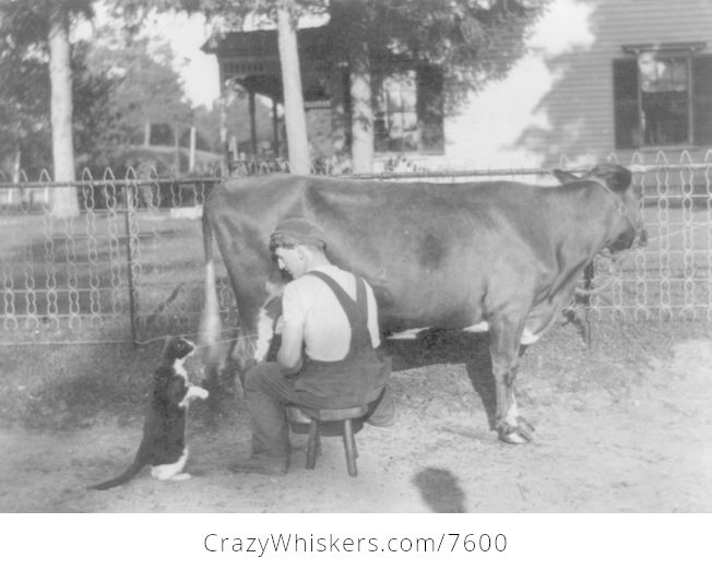 Digital Photo of a Farmer Milking a Cow and Spraying Milk into a Cats Mouth - #bgsNdfVVcHQ-1