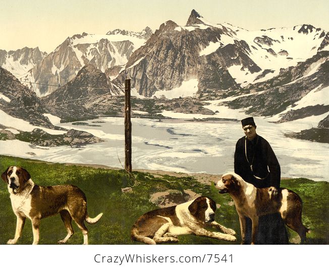 Digital Photo of a Man with St Bernard Dogs - #wtpz1gxA95k-1