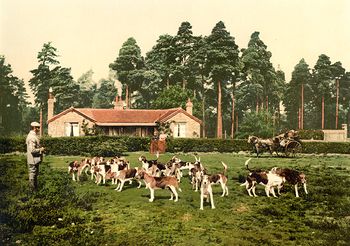 Historical Digital Photo of a Man Surrounded by Hounds #OxtPACWxxXo