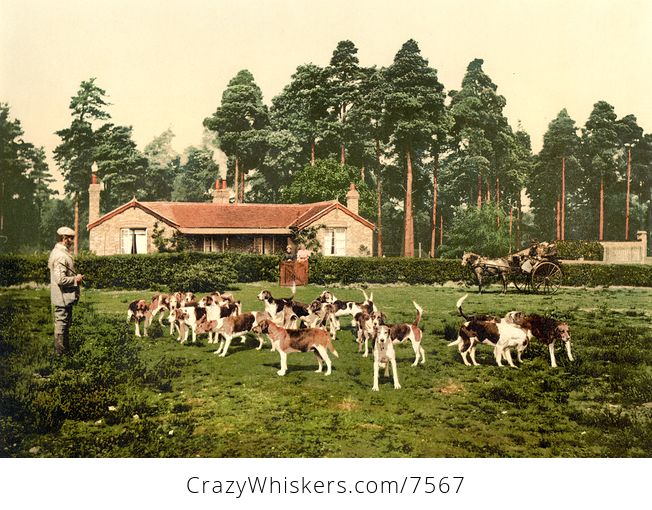 Historical Digital Photo of a Man Surrounded by Hounds - #OxtPACWxxXo-1