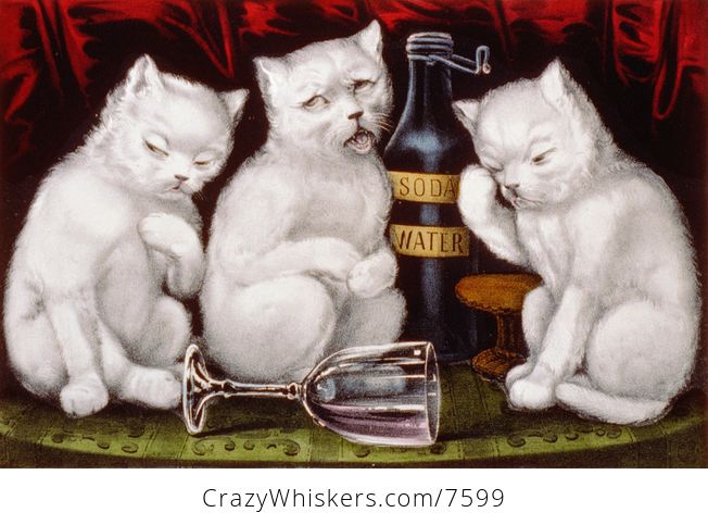 Three Drunk Kittens - #4KgPuyAoXt4-1