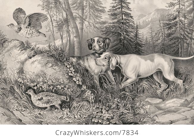 Vintage Digital Image of a Pair of Dogs Hunting Partridges C 1870 - #9tzrFTdmXKY-2