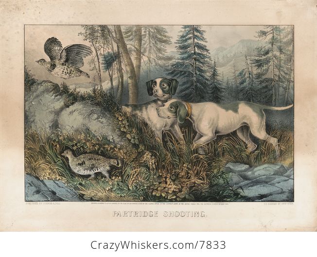 Vintage Digital Image of a Pair of Dogs Hunting Partridges C 1870 - #FoVtLxjvhq8-2