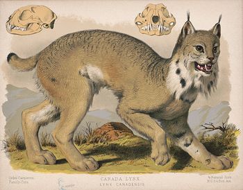 Vintage Digital Image of a Canadian Lynx with Skull and Jaws #uXYCEsa9JjA