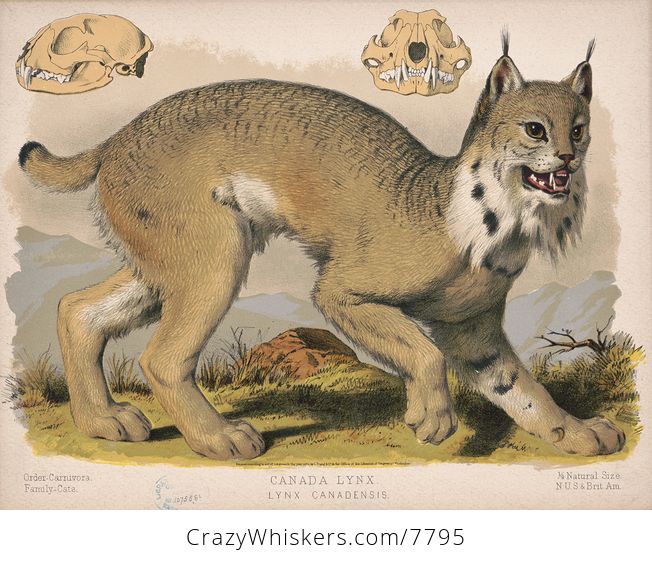 Vintage Digital Image of a Canadian Lynx with Skull and Jaws - #uXYCEsa9JjA-1