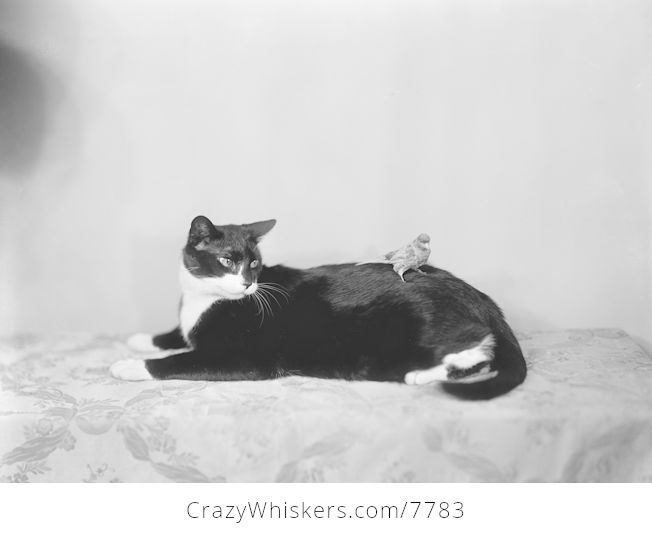 Vintage Digital Image of a Canary Bird on a Tuxedo Cat - #DkEdBKUSgNs-1