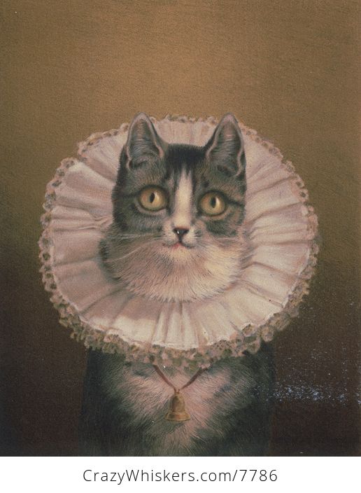 Vintage Digital Image of a Cat Wearing a Ruff - #sPhm0ZgwXpA-1