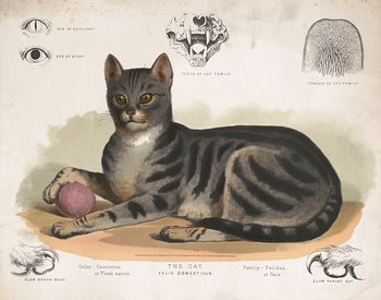 Vintage Digital Image of a Cat with Detailed Anatomy #12wSXPu4PV8