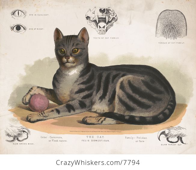 Vintage Digital Image of a Cat with Detailed Anatomy - #12wSXPu4PV8-1