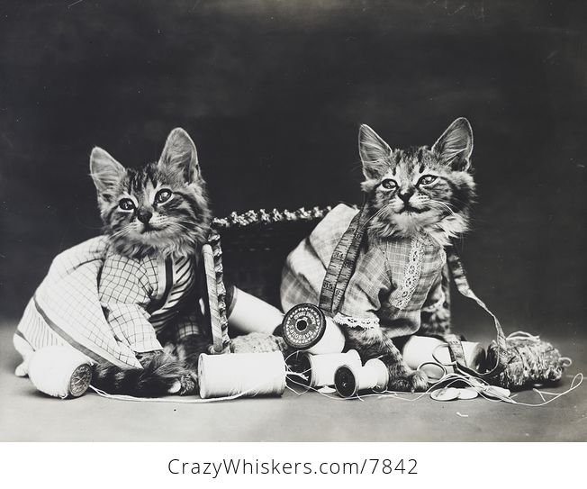 Vintage Digital Image of a Couple of Kittens Playing with Sewing Thread and Items - #MdeXmFxvatM-1