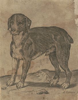 Vintage Digital Image of a Dog C Between 1582 and 1585 #BS75ot0RJeo