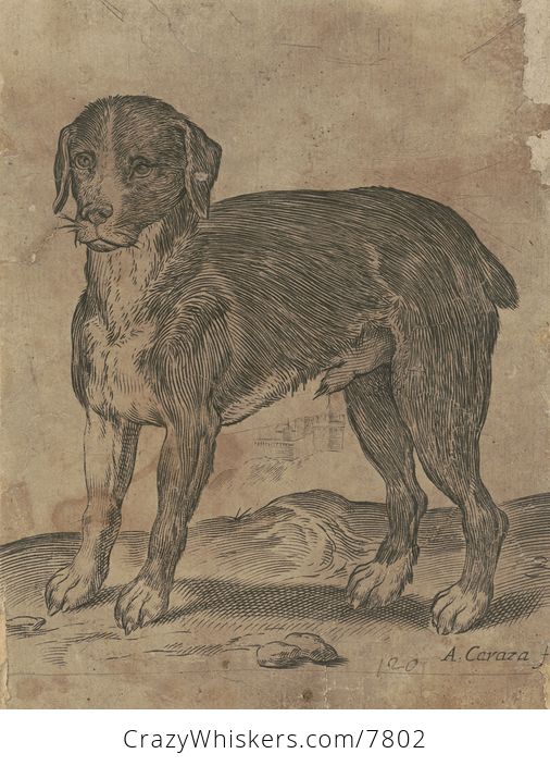 Vintage Digital Image of a Dog C Between 1582 and 1585 - #BS75ot0RJeo-1