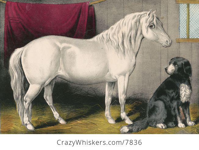 Vintage Digital Image of a Dog Sitting by a White Pony - #idTXEq2JGhs-1