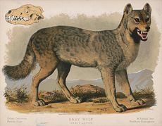 Vintage Digital Image of a Gray Wolf and Skull #FuLUF7j5CfQ