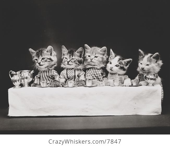 Vintage Digital Image of a Group of Kittens Having Tea - #M49IjbR2Slw-1