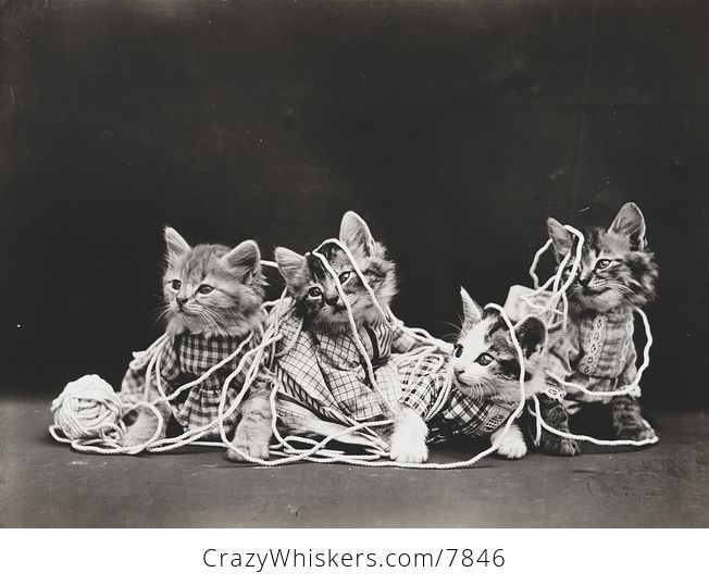 Vintage Digital Image of a Group of Kittens Tangled in Yarn - #Co6nHNlWNik-1