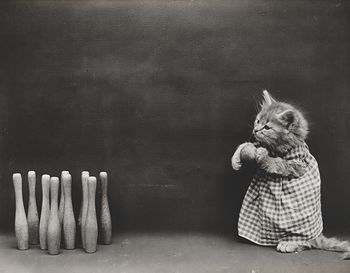 Vintage Digital Image of a Kitten Bowling #jvRhAeOs2kg
