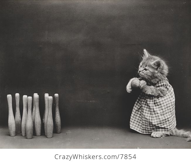 Vintage Digital Image of a Kitten Bowling - #jvRhAeOs2kg-1