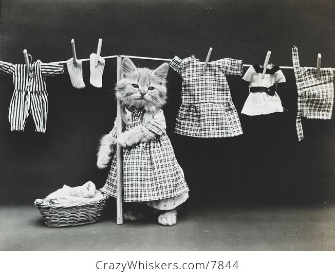 Vintage Digital Image of a Kitten Hanging Clothes to Dry - #gzdoWsLIC8k-1