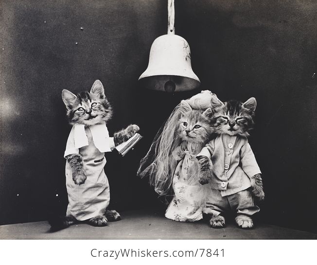 Vintage Digital Image of a Kitten Marrying a Couple - #U27gg4kW4fM-1