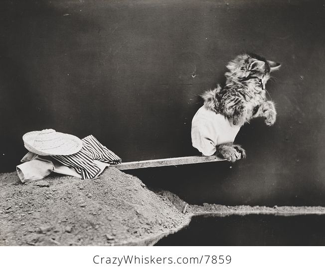 Vintage Digital Image of a Kitten on a Diving Board - #migQsQE0YkY-1