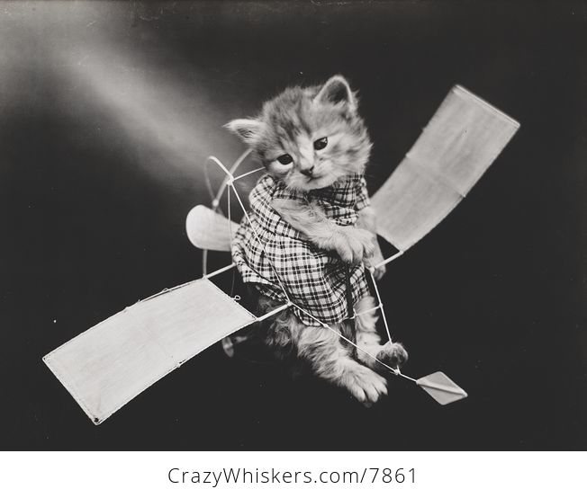 Vintage Digital Image of a Kitten on a Toy Glider - #zd9K6xEZxmU-1