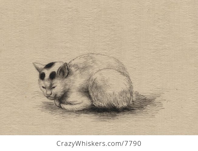 Vintage Digital Image of a Kitty Cat - #RlYV4Wlphfg-1