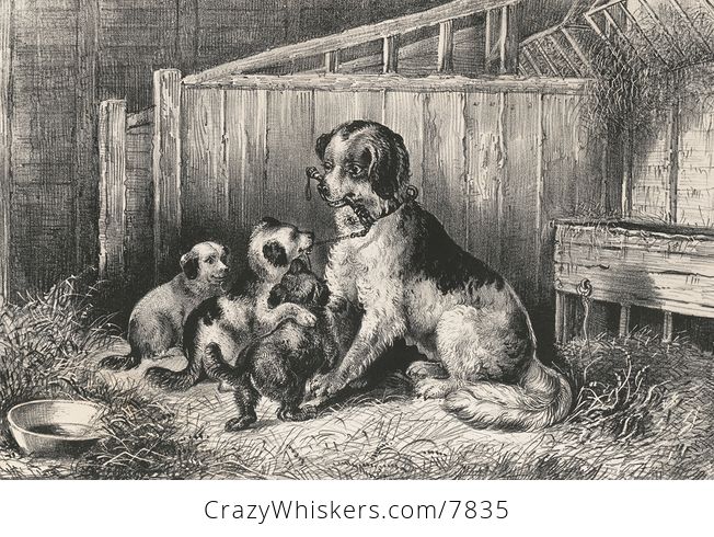 Vintage Digital Image of a Mamma Dog Playing with Her Puppies C Between 1872 and 1874 - #Efmn6AUL6Nk-1