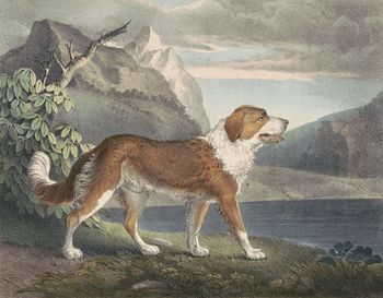 Vintage Digital Image of a Newfoundland Dog C Between 1830 and 1835 #vd7E8RF9xzI